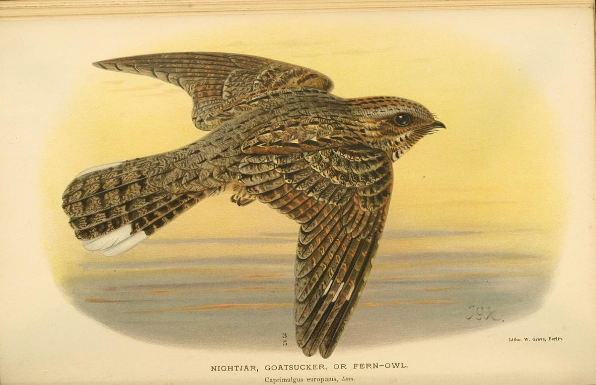 Chotacabras europeo en vuelo, en una litografía coloreada del siglo XIX rotulada Nightjar, Goatsucker or Fern-Owl