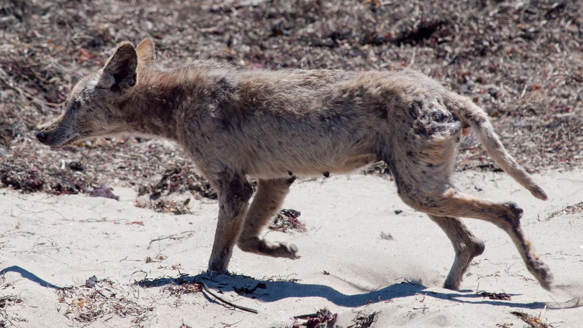 Coyote con sarna sarcóptica, con calvas en las patas traseras, caminando por la arena de una playa de California