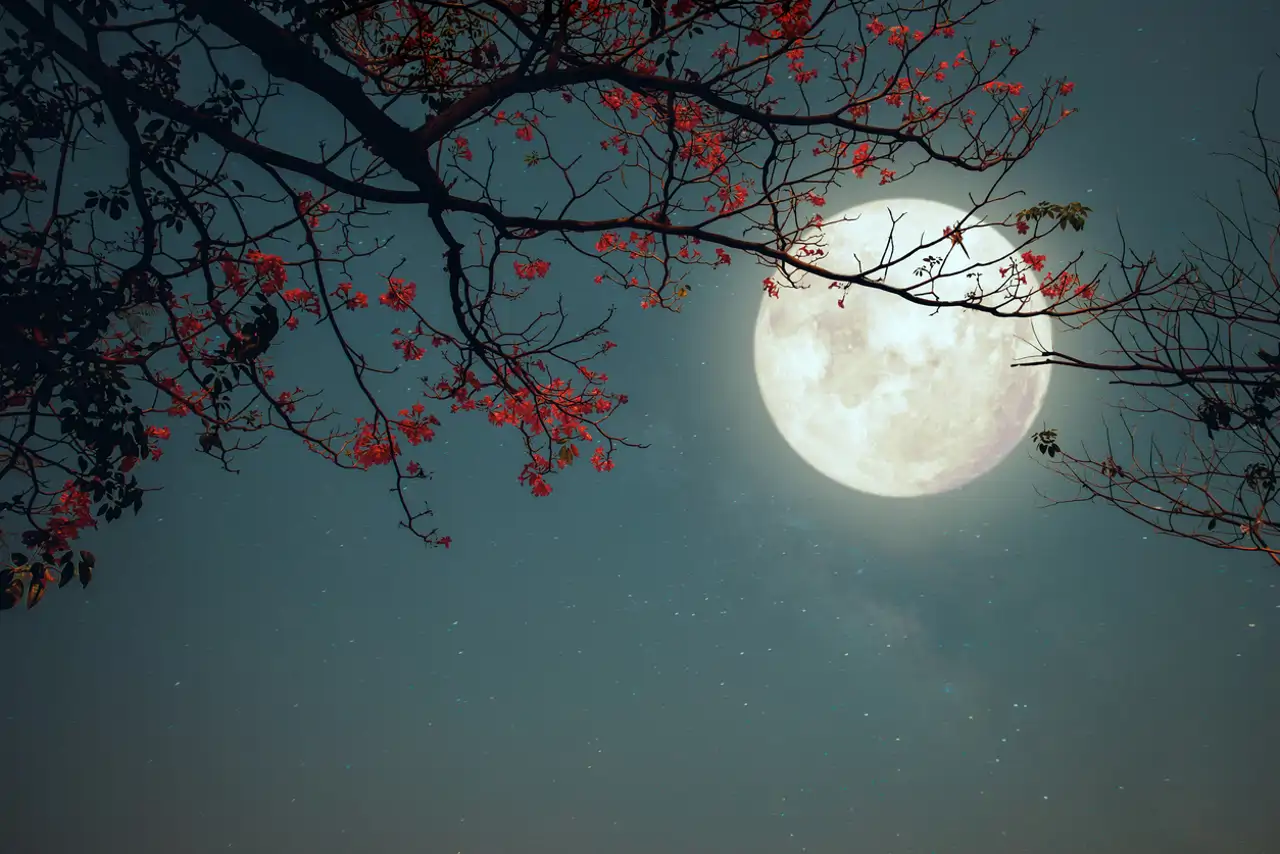 Microluna de Flores 2025